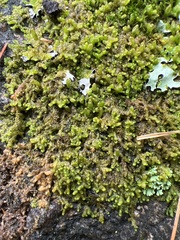 Ptilidium pulcherrimum