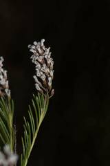 Spatalla racemosa