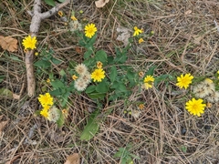 Hieracium sabaudum