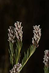 Spatalla racemosa