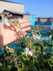 Silene latifolia alba