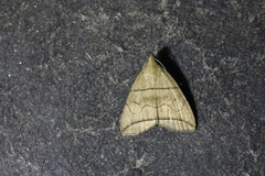 Herminia grisealis
