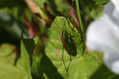 Conocephalus dorsalis