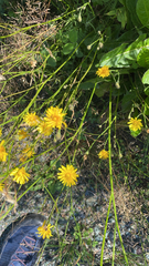 Scorzoneroides autumnalis