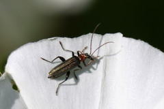 Oedemera croceicollis