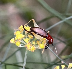 Phyllopalpus pulchellus