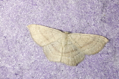 Cyclophora linearia