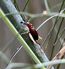 Phyllopalpus pulchellus