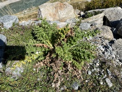Cirsium spinosissimum