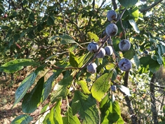 Prunus spinosa