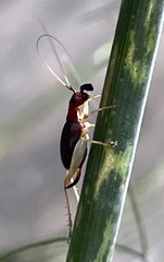 Phyllopalpus pulchellus