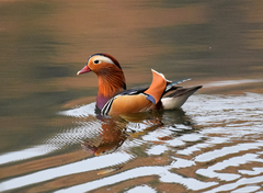 Aix galericulata