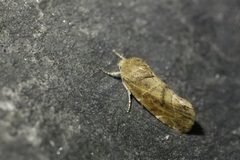 Cosmia affinis