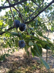 Prunus spinosa