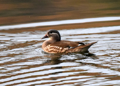 Aix galericulata