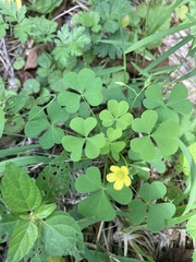 Oxalis stricta