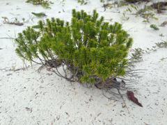 Ceratiola ericoides image