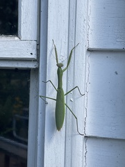 Tenodera angustipennis