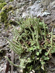 Cladonia ochrochlora