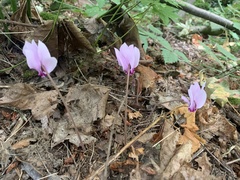 Cyclamen hederifolium