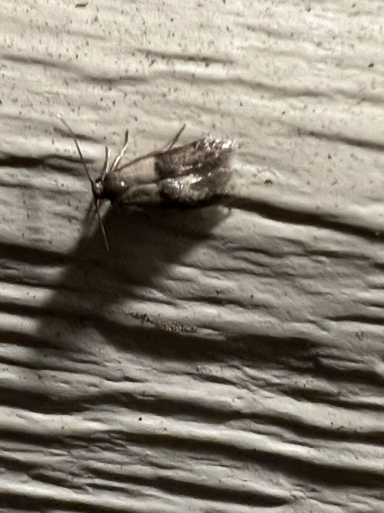 Pigritia laticapitella