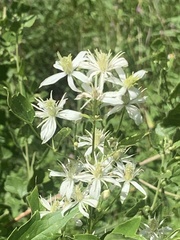 Clematis ligusticifolia