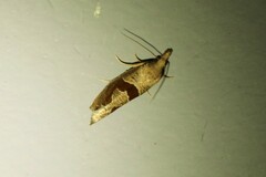 Pelochrista similiana