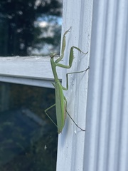 Tenodera angustipennis