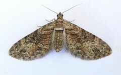 Eupithecia pretansata