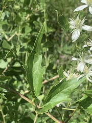 Clematis ligusticifolia