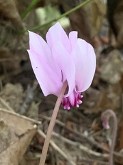 Cyclamen hederifolium