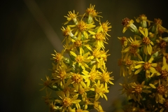 Solidago virgaurea