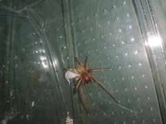 Cheiracanthium punctorium