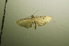 Eupithecia absinthiata