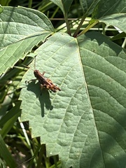 Melanoplus fasciatus