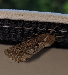 Korscheltellus gracilis