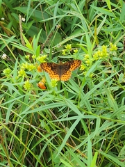 Boloria bellona