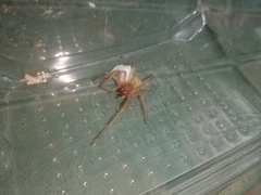 Cheiracanthium punctorium