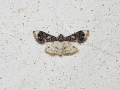 Epipleminae