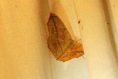 Prochoerodes lineola