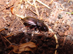 Pterostichus burmeisteri