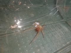 Cheiracanthium punctorium