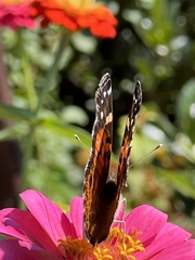 Vanessa virginiensis