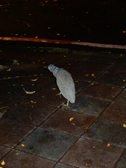 Gorsachius melanolophus