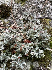 Cladonia squamosa