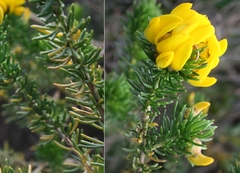 Cyclopia genistoides