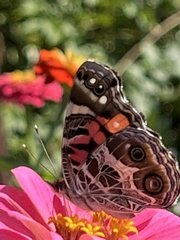 Vanessa virginiensis