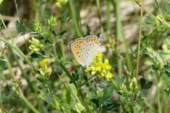 Lycaena alciphron