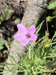Erodium cicutarium