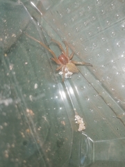 Cheiracanthium punctorium